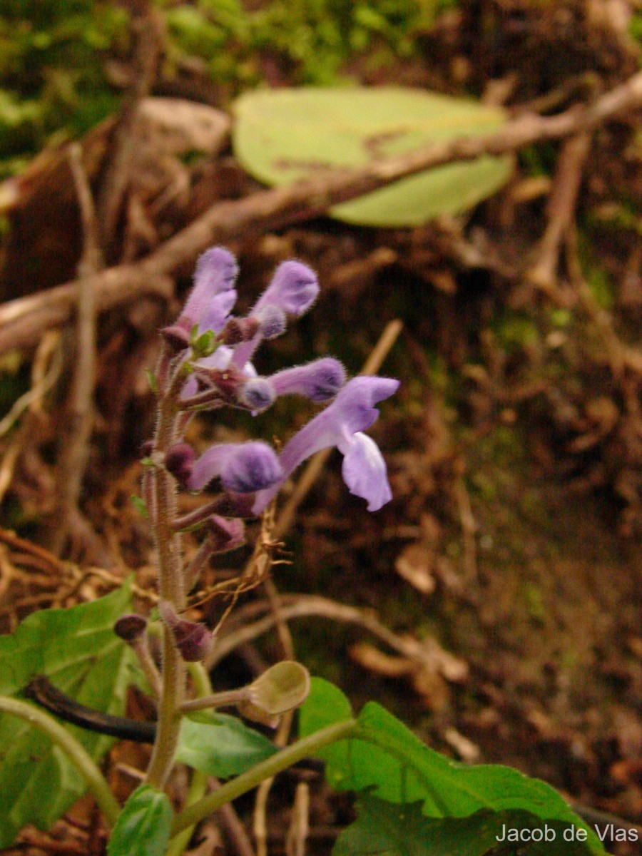 Scutellaria robusta Benth.